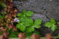 Geranium nepalense